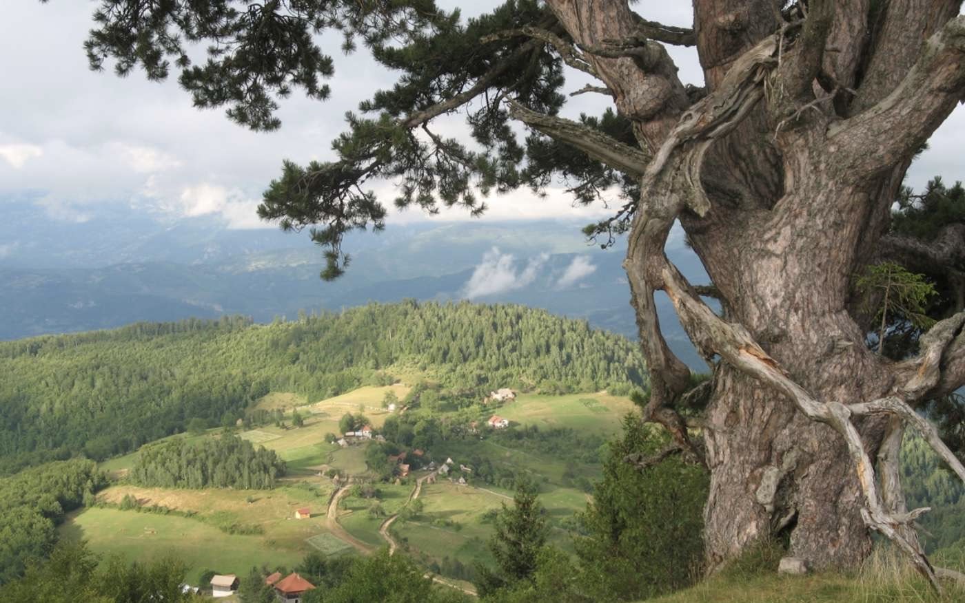 Slika galerije